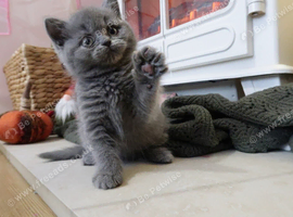 ️ Kittens Arriving Soon ️