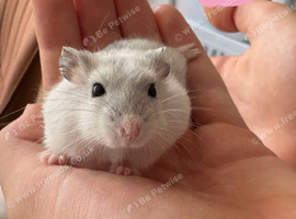 Pedigree Winter White Hamsters