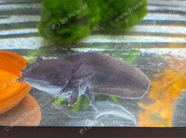 Axolotl & Full set up incl Chiller