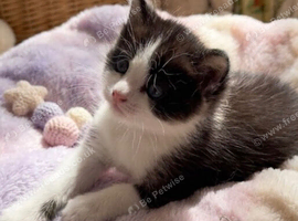 Ragdoll Cross