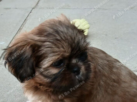 Shih-tzu puppys