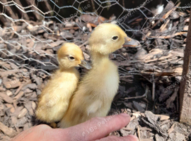8 beautiful indian runner ducklings