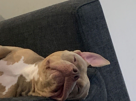 American bully