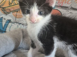 Beautiful boy kittens
