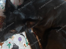 Rehome shadow lurcher more collie in her