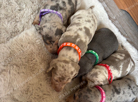 Miniature Dachshunds