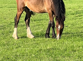 Yearling colt