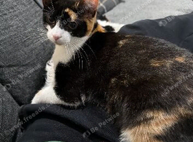 Female Calico Cat