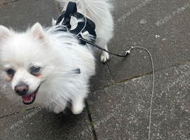 White Pom For sale