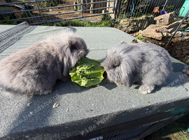 Lop bunny kits