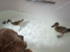 2 Indian runner ducks 5 weeks old