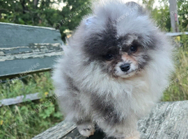 Blue pomeranian puppy