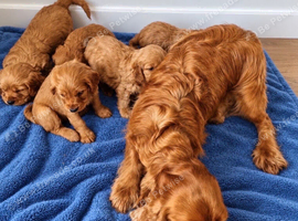 Golden cocker spaniel