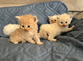 Beautiful long-haired kittens