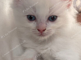 Gorgeous Pure Ragdoll Kittens .... READY TO LEAVE NOW !