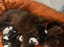 Jack Russell puppy's