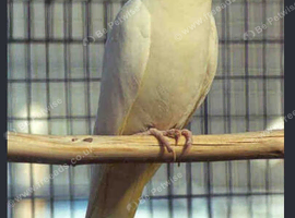 Cokato