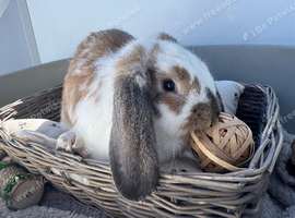 Two litters Giant pure bred French lop rabbits