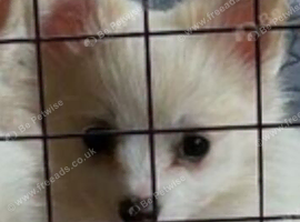 1 pomchi white puppies boy