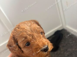 7week old cockapoo puppies