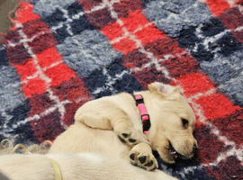 Beautiful labrador puppy for sale