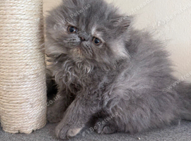 READY NOW! GCCF registered Persian kitten