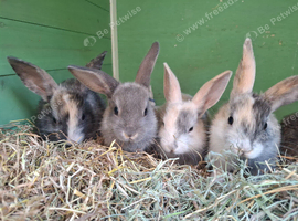 Baby rabbits for sale (ready to leave 24th July)