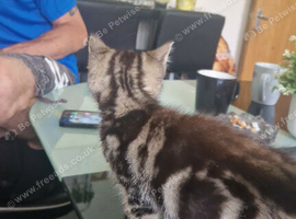 kitten