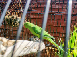 Ringneck baby  for sale