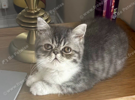 Exotic kittens avaliable London