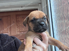 Dogue de Bordeaux x Cane corso puppies last three left