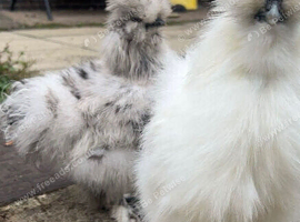 3 chickens for sale