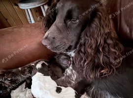Puppies for sale
