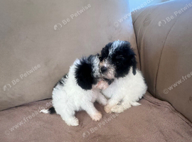 Toy poodle Puppies