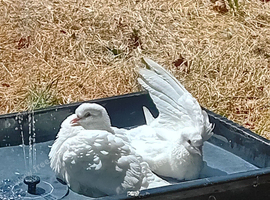 Garden doves for sale