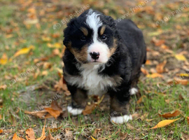Gorgeous and healthy Bernese Mountain Puppies
