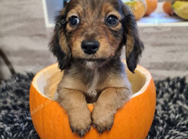 Tiny longhaired dachshunds