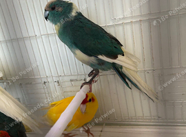 Kakarikis
