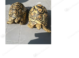 Two gorgeous leopard tortoises