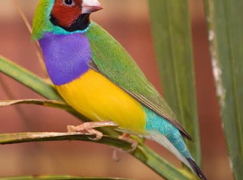 Wanted Goulding finch&rsquo;s