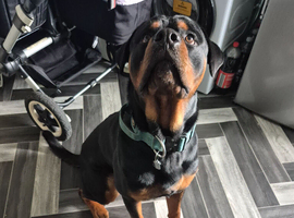 14month old rottweiler male