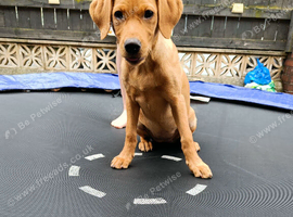 Labrador puppy