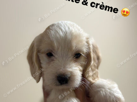 Cockapoo