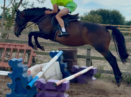 15hh 4 year old mare
