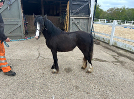 Beautiful Black  mini cob filly rising  2yrs