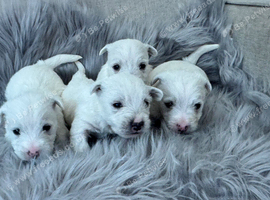 West highland terrier puppies