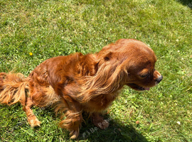 STUNNING KC HEALTH TESTED CAVALIER