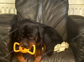 Rottweiler