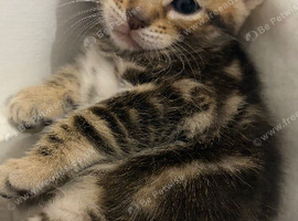 ️ 1 beautiful boy left ️4 beautiful part bengal kittens