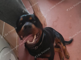 16 month old male rottweiler
